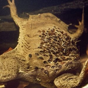 Pipa Pipa Toad - young emerging from back of female