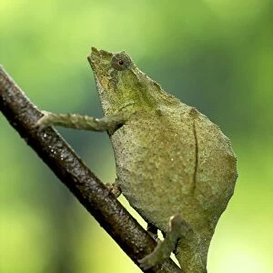 Pitless Pygmy Chameleon - adult female on a branch - Tanzania - Africa