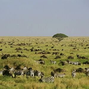 Plains / Common / Burchell's Zebra and Wildebeast Serengeti Plains, Tanzania, Africa. 3MB816