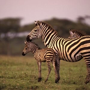 Plains Zebra - newborn foal (still wet from birth) with its mother at dusk - Ngorongoro Conservation Area - Tanzania
