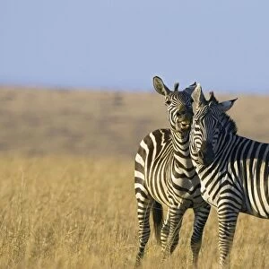 Plains Zebra - stallions fighting - Maasai Mara Triangle - Kenya