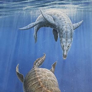 Pliosaur hunting a Plesiosaur
