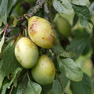 Plums - in orchard. Bay of Somme - France