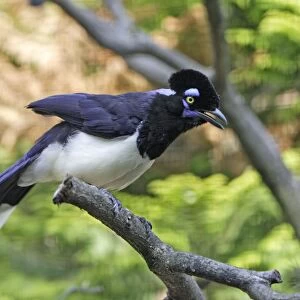 Plush Crested Jay - calling with crest raised, Lower Saxony, Germany
