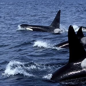 Pod of Transient Killer Whales 2 males and 2 females on this photograph Monterey Bay, California, USA