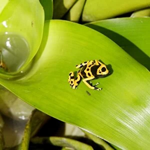 Poison Arrow Frog - in Bromeliad. Bolivar States - Venezuela