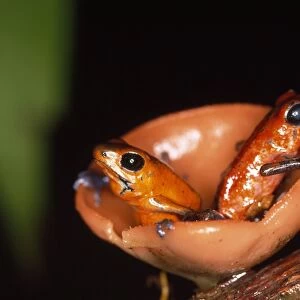 Poison Arrow / Red Dart Frog - x2 in fungi Costa Rica