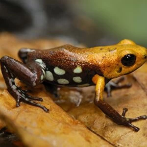 Poison Frog (undescribed species) Depart. Cundinamarca, Colombia