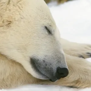 Polar Bear Polar Bear