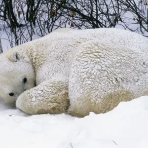 Polar Bear Polar Bear