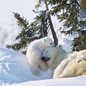 Polar Bear - adult sleeping with two cubs playing. Canada