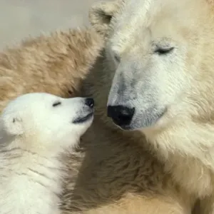 Polar Bear - adult & young Polar Bear - adult & young