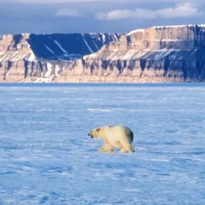 Polar Bear Canadian Arctic Polar Bear Canadian Arctic