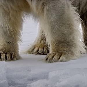 Polar Bear - close-up of legs and feet. Spitzbergen. Svalbard