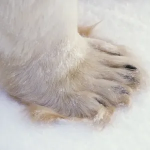Polar bear - close-up of paw MA1694 Polar bear - close-up of paw MA1694