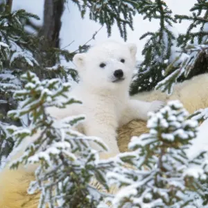 Polar Bear - cub looking through trees from adult's back Polar Bear - cub looking through trees from adult's back