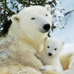 Polar Bears