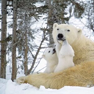 Polar Bear - with two cubs, nuzzling, in snow. Canada