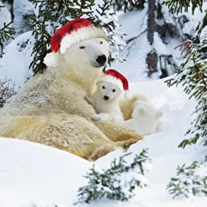 Polar Bear - with cubs wearing Christmas hats Digital Manipulation: Hats (Su)