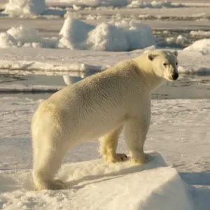 Polar bear - female standing on pack ice - Svalbard - Norway Polar bear - female standing on pack ice - Svalbard - Norway