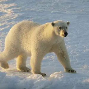 Polar bear - female walking on pack ice - Svalbard - Norway Polar bear - female walking on pack ice - Svalbard - Norway