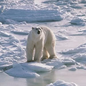 Polar Bear FG 6311 Ursus maritimus © Francois Gohier / ARDEA LONDON