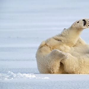 Polar Bear - on ice