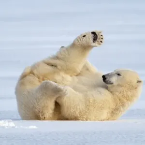 Polar Bear - on ice Polar Bear - on ice
