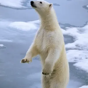 Polar Bear On ice Polar Bear On ice