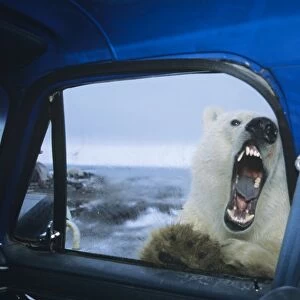 Polar Bear - looking thru door window of pickup truck - kind of like "looking for lunch. " October. Alaska MA2053
