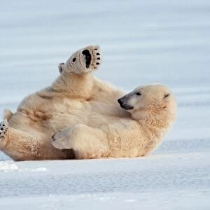 POLAR BEAR - lying on back on ice