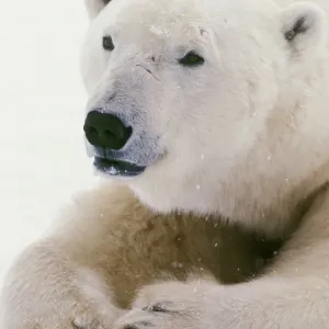 Polar bear MA1606 Polar bear MA1606
