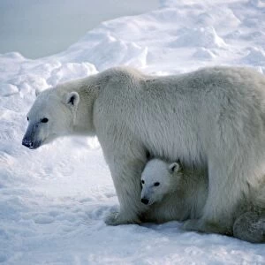 Polar Bear - mother and cub - Cape Churchill - Hudson Bay - Manitoba - Canada BN337