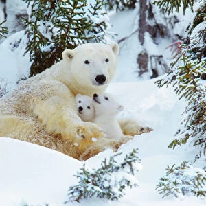 Polar Bear - mother with two cubs Canada