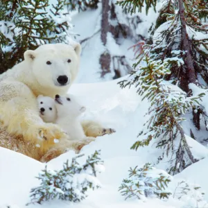 Polar Bear - mother with two cubs Canada