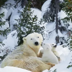 Polar Bear - parent with 2 cubs Polar Bear - parent with 2 cubs