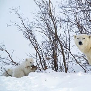Polar Bear - Parent with young Canada