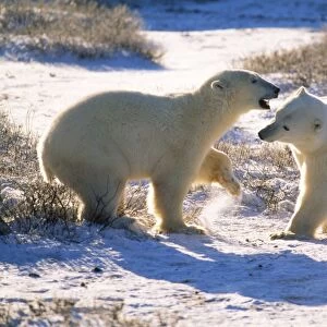 Polar Bear - play fighting