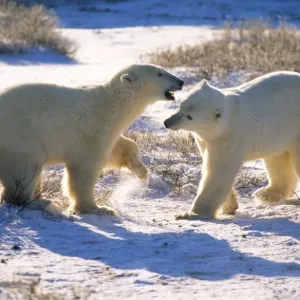 Polar Bear - play fighting Polar Bear - play fighting