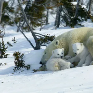 Polar Bear - sleeping female and cubs Churchill, Manitoba. Canada