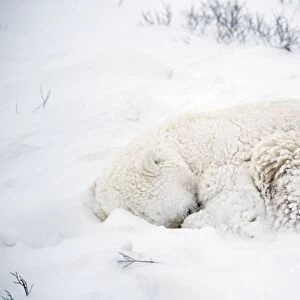 Polar Bear - sleeping in the snow