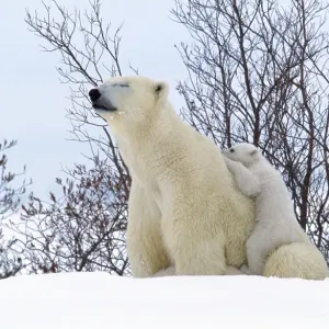 Polar Bear - sleeping, with young Polar Bear - sleeping, with young
