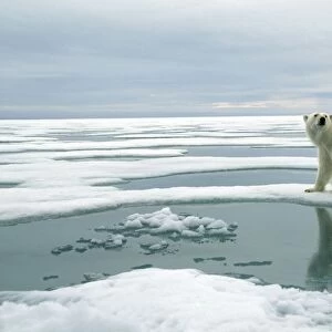 Polar Bear - Standing on ice. Svalbard, Spitzbergen