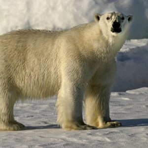 Polar Bear standing - side view, with wet fur coat. Spitzbergen. Svalbard