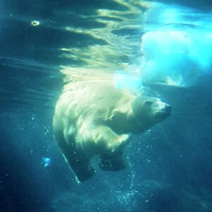 Polar Bear - swimming