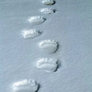 Polar Bear tracks