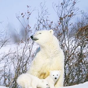 Polar Bear WAT 5749 With cubs. Ursus maritimus © M. Watson / ARDEA LONDON