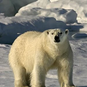 Polar Bear - with wet fur coat. Spitzbergen. Svalbard