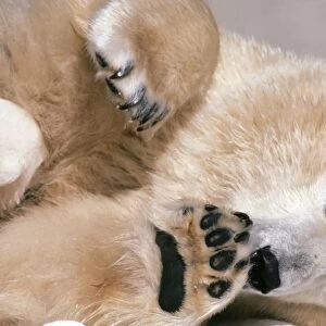 Polar Bear -with cub, nestling