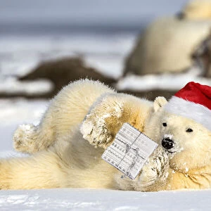 Polar Bear yearling lying in the snow holding a Christmas present and wearing a red Snata hat